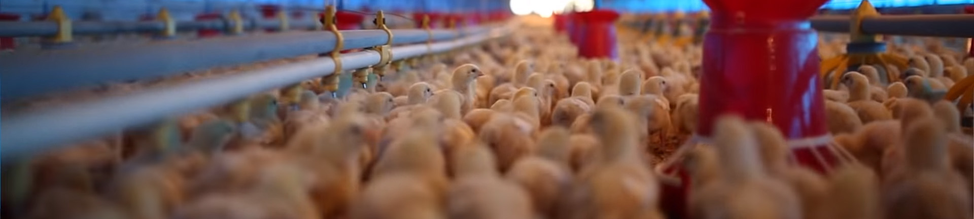 Venky's poultry operations