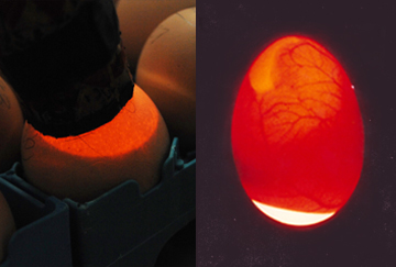 Hatching Eggs