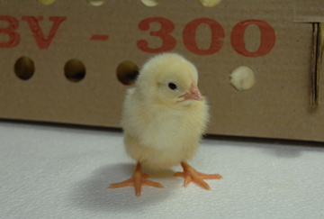 BV-300 Chick