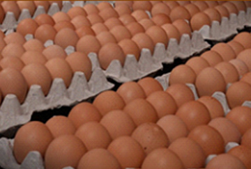 BV380 Eggs