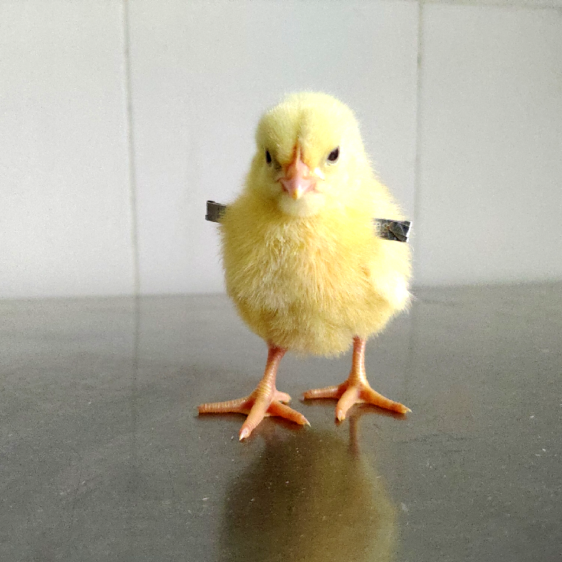 Pedigree Chick