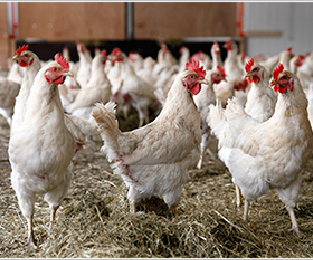 Poultry