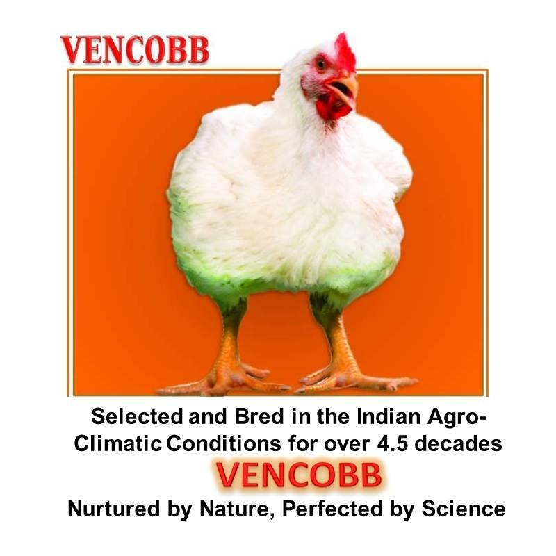 Pedigree Chick