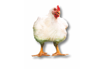 Broiler Breed